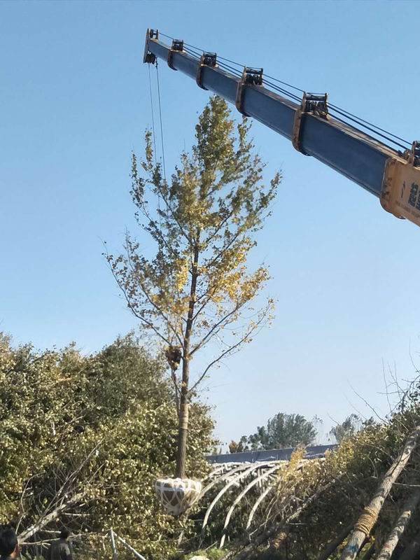 1641311367570856.jpg 615412.JPG