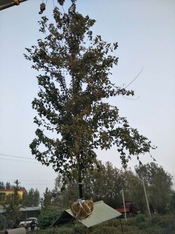 1641311377101595.jpg 615512.JPG