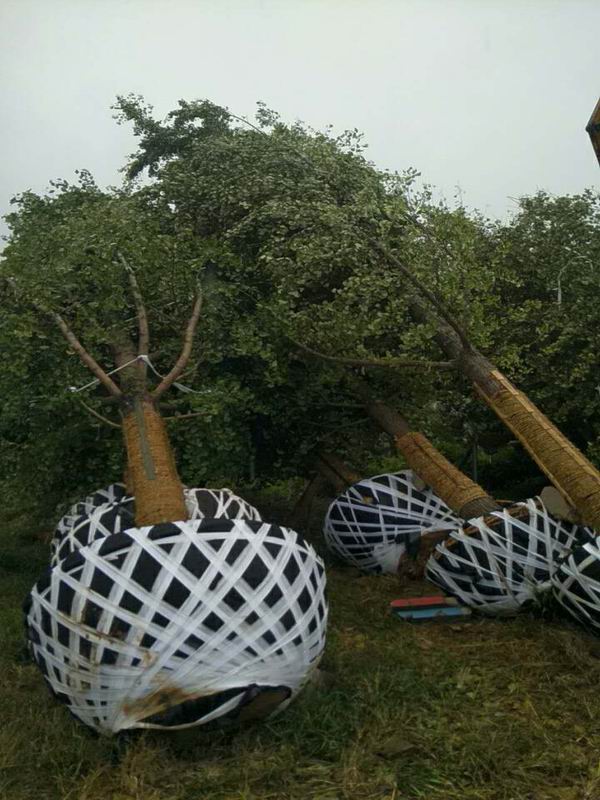 1641311407139537.jpg 615712.JPG