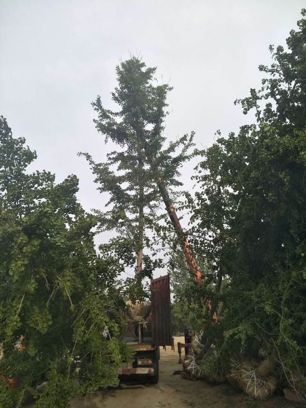 銀杏樹對肥料的(de)需求有(yǒu)哪些？