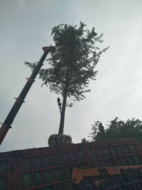 銀杏樹的(de)病蟲害防治方法