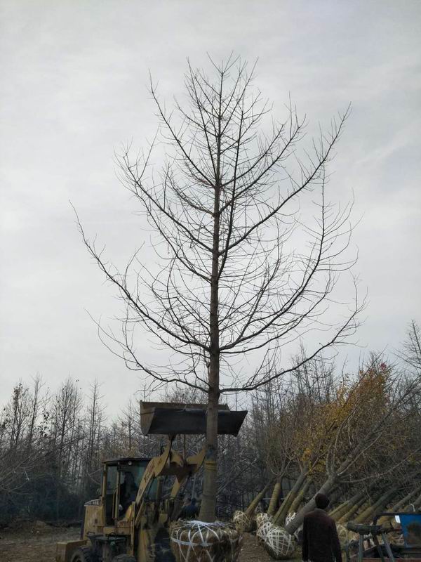 徐州恒凱銀杏制品有限公司網站改版上(shàng)線